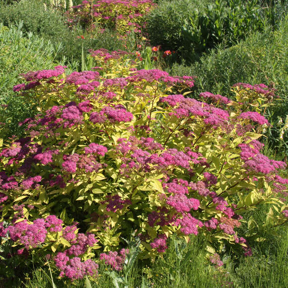 Spiraea japonica 'Goldflame': Bild 5/5 Spiraea japonica 'Goldflame': Bild 5/5