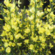 Cytisus praecox 'Allgold': Bild 3/4