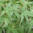 Acer palmatum 'Kagiri-nishiki': Bild 4/4