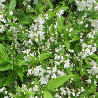 Deutzia gracilis: Bild 2/5