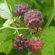 Rubus idaeus 'Glen Coe': Bild 2/3