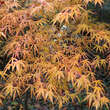 Acer palmatum 'Koto-no-ito': Bild 8/10