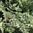Rubus thibetanus 'Silver Fern': Bild 2/6