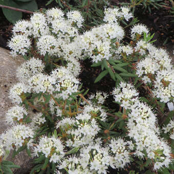 Ledum groenlandicum: Bild 3/5