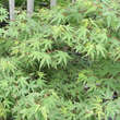 Acer palmatum 'Kagiri-nishiki': Bild 3/4
