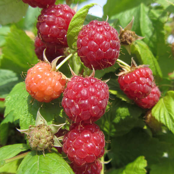 Rubus idaeus 'Aroma Queen': Bild 3/3 Rubus idaeus 'Aroma Queen': Bild 3/3
