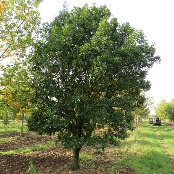 Quercus turneri 'Pseudoturneri': Bild 4/5 Quercus turneri 'Pseudoturneri': Bild 4/5