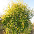 Ulmus pumila 'Beijing Gold': Bild 5/5