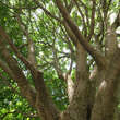 Syringa reticulata 'Ivory Silk': Bild 5/8