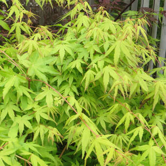 Acer palmatum 'Ueno Yama': Bild 2/3