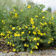 Potentilla fruticosa 'Goldteppich': Bild 3/3