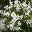 Exochorda racemosa: Bild 2/5