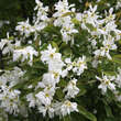 Exochorda racemosa: Bild 3/5