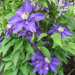 Clematis 'Multi Blue': Bild 5/8
