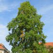 Liriodendron tulipifera: Bild 10/10