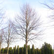 Tilia cordata 'Greenspire': Bild 4/6