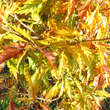Fagus sylvatica 'Asplenifolia': Bild 4/6