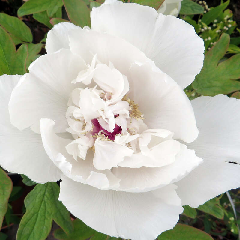 Strauch-Pfingstrose - Paeonia suffruticosa weiß - weiß