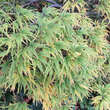 Acer palmatum 'Palmatifidum'  H100+: Bild 3/6