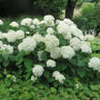 Hydrangea arborescens 'Annabelle': Bild 7/8