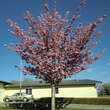 Prunus serrulata 'Kanzan': Bild 5/6