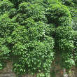 Parthenocissus quinquefolia: Bild 10/10