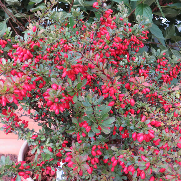 Berberis thunbergii 'Kobold': Bild 2/2