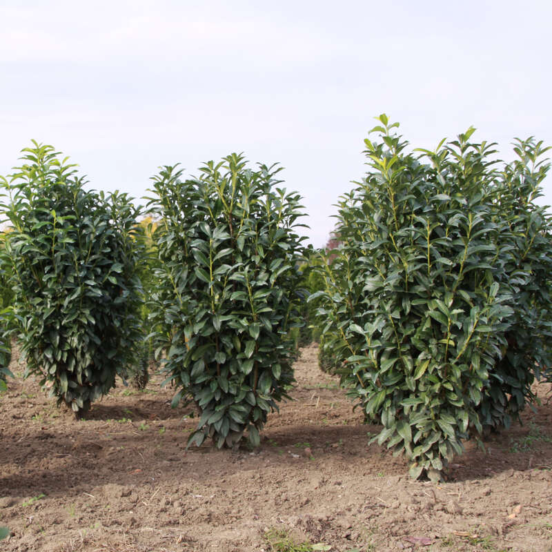 Kirschlorbeer - Prunus laurocerasus 'Genolier' - weiß