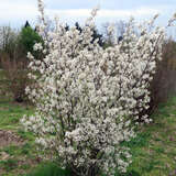 Amelanchier lamarckii - Kupfer-Felsenbirne
