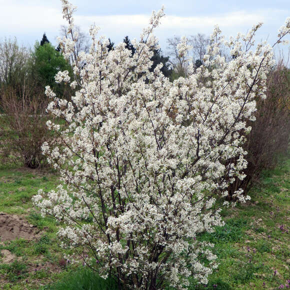 Amelanchier lamarckii: Bild 6/7 Amelanchier lamarckii: Bild 6/7