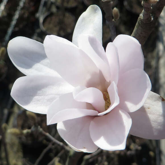 Magnolia stellata 'Waterlily': Bild 4/5 Magnolia stellata 'Waterlily': Bild 4/5