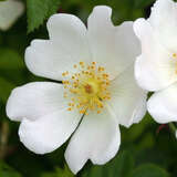 Rosa obtusifolia - Stumpfblättrige Rose