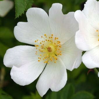 Rosa obtusifolia