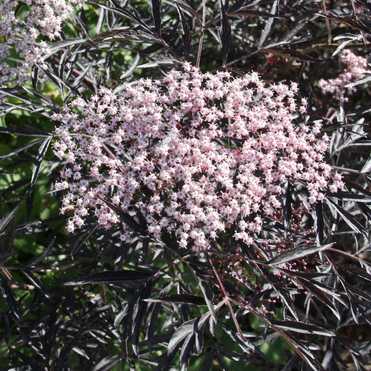 Roter Geschlitztblättriger Holunder (Sambucus nigra 'Black Lace') rosa ...
