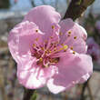 Prunus pers. 'Suncrest': Bild 3/3