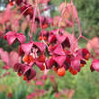 Euonymus planipes: Bild 2/5