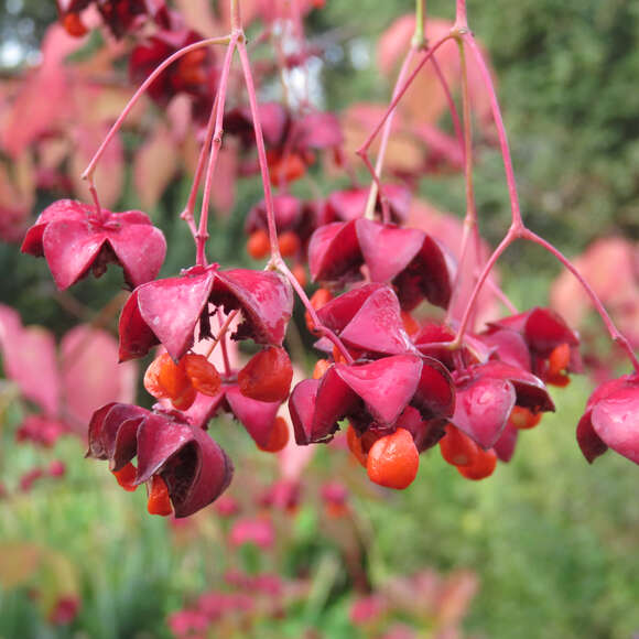 Euonymus planipes: Bild 2/5 Euonymus planipes: Bild 2/5