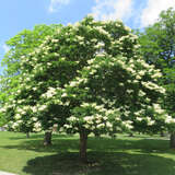 Syringa reticulata 'Ivory Silk' - Baumflieder