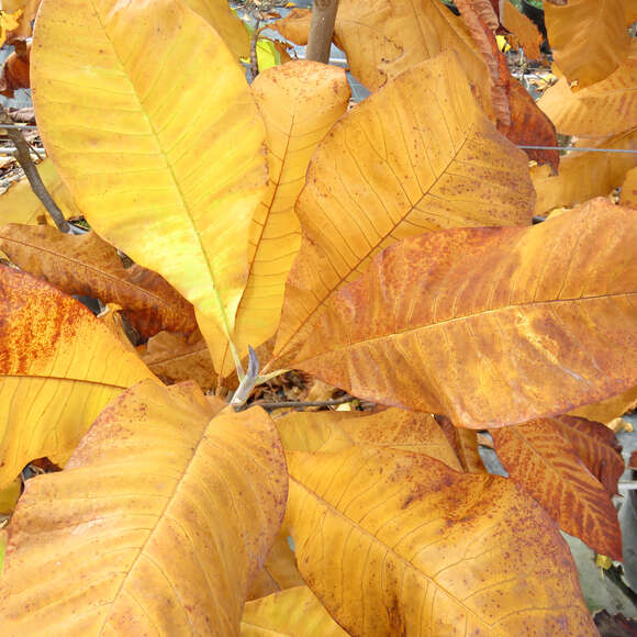 Magnolia tripetala: Bild 3/3 Magnolia tripetala: Bild 3/3