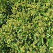 Hedera helix 'Arborescens': Bild 5/5