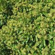 Hedera helix 'Arborescens': Bild 5/5