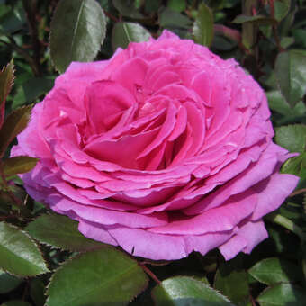 Rose 'Claire Marshall'