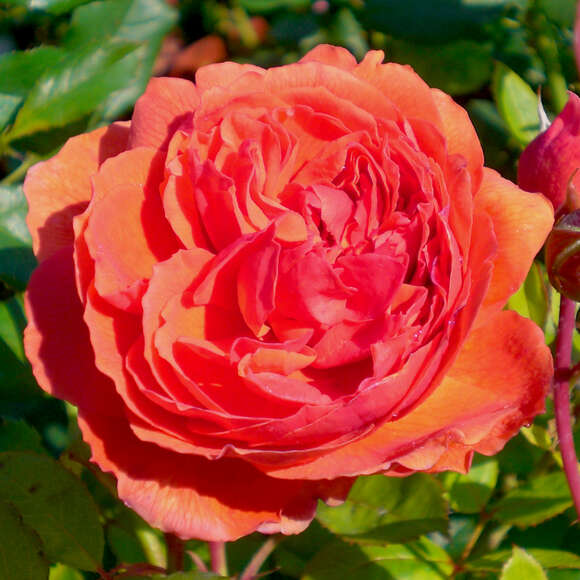 Rose 'Summer Song': Bild 2/7 Rose 'Summer Song': Bild 2/7