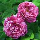 Rose 'Ferdinand Pichard' - Historische Strauchrose
