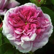 Rose 'President de Seze' (gallica): Bild 2/5