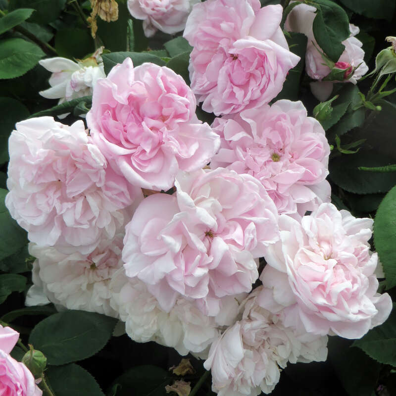 Parkrose, zartrosa gefüllt - Rose 'Fantin Latour' (centifolia)