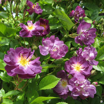 Rose 'Veilchenblau' (multiflora)