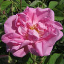 Rose 'Trigintipetala' - Historische Strauchrose