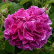 Rose 'Charles de Mills' (gallica): Bild 1/5