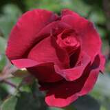 Rose 'Climbing Etoile de Hollande' - Historische Kletterrose